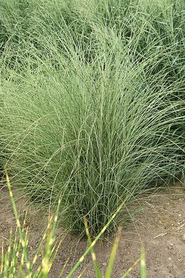 Miskant chiński &#39;Morning Light&#39; Miscanthus sinensis