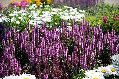 Szałwia omszona &#39;Midnight Rose&#39; Salvia nemorosa