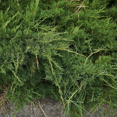 Jałowiec pośredni &#39;Mint Julep&#39; Juniperus pfitzeriana