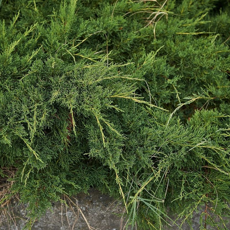 Jałowiec pośredni &#39;Mint Julep&#39; Juniperus pfitzeriana