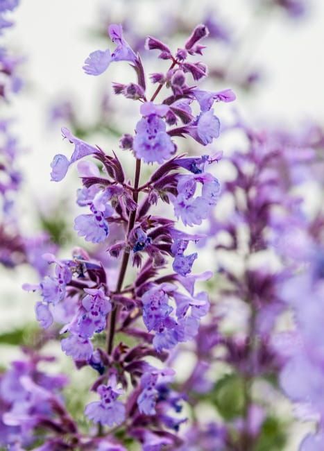Kocimiętka &#39;Walker&#39;s Low&#39; Nepeta faassenii