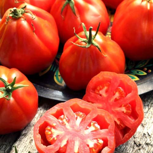 Pomidor arbuzowy Or Pera D'Arbuzzo rozsada