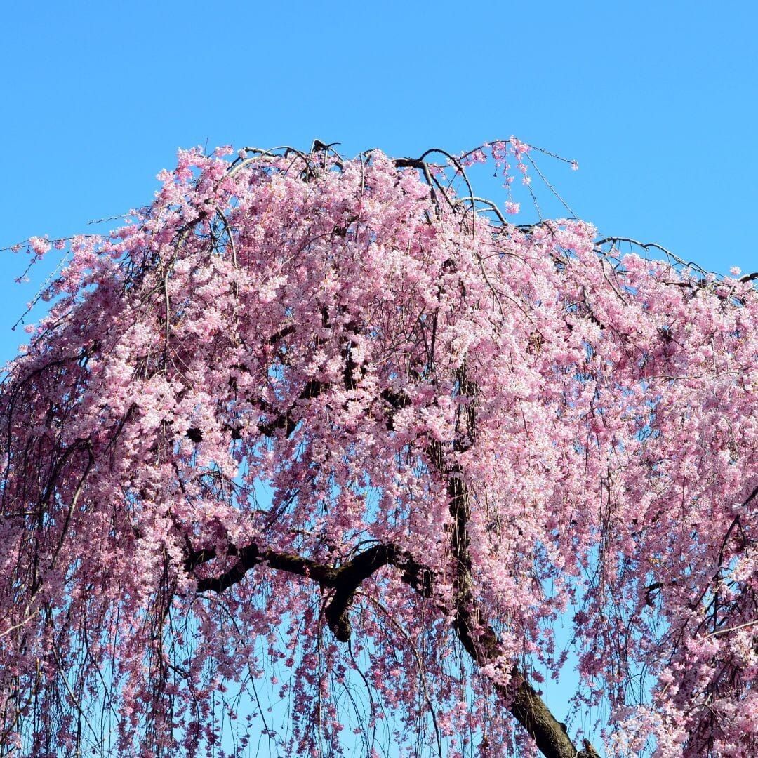 Wiśnia piłkowana na pniu &#39;Pendula Rubra&#39; Prunus serrulata