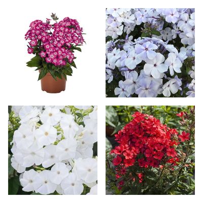 Floks wiechowaty mix kolorów Phlox paniculata
