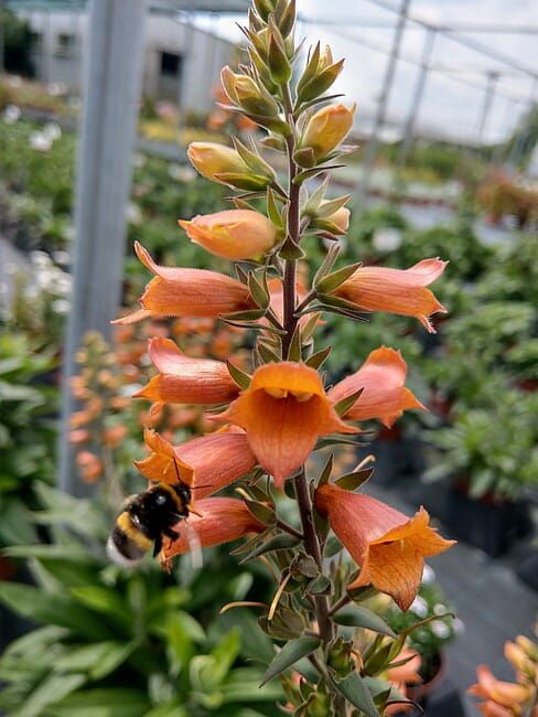 Naparstnica &#39;Firecracker&#39; Digitalis hybrida