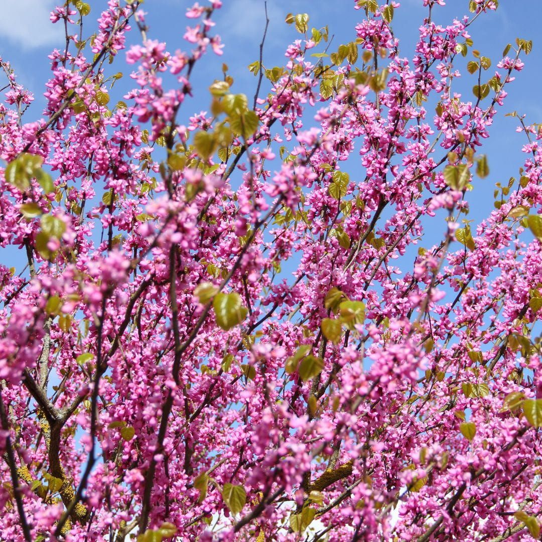 Judaszowiec kanadyjski Cercis canadensis