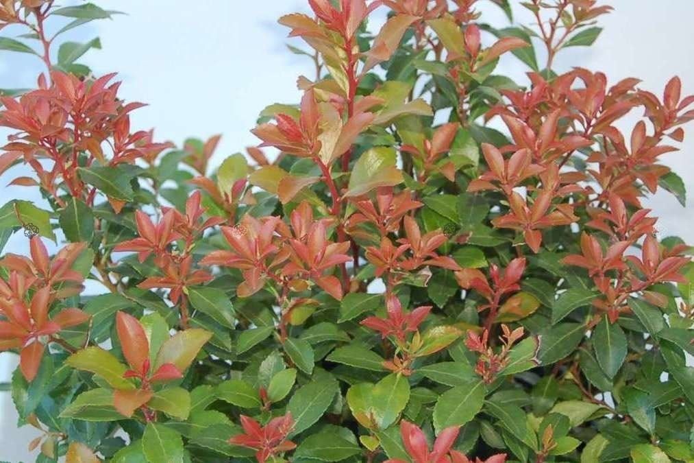 Pieris japoński &#39;Mountain Fire&#39; Pieris japonica