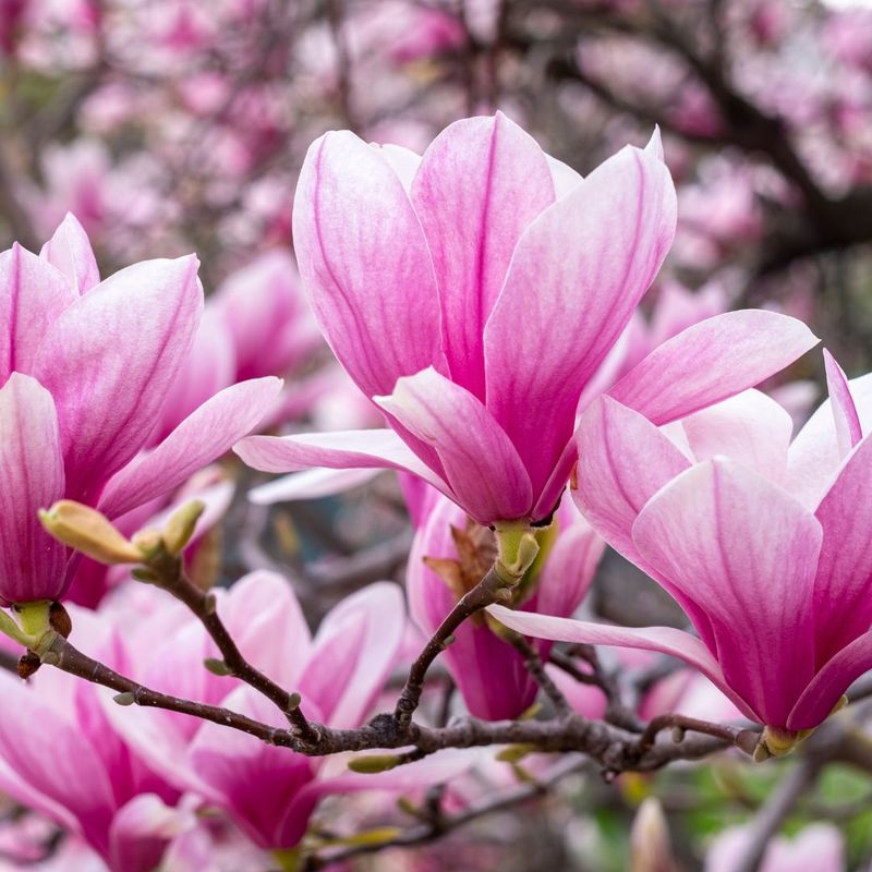 Magnolia &#39;Betty&#39; Magnolia soulangeana