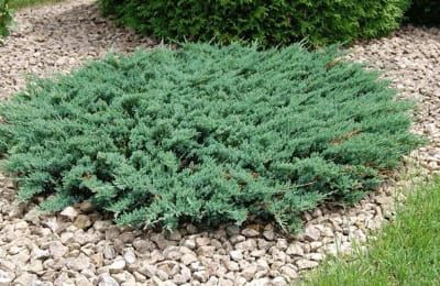Jałowiec płożący &#39;Blue Carpet&#39; Juniperus horizontalis