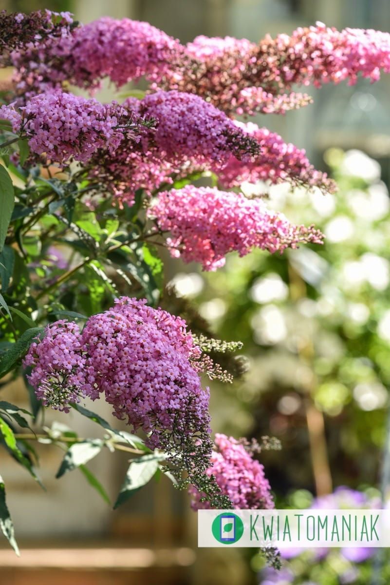Budleja Davida &#39;Pink Delight&#39; Buddleja davidii