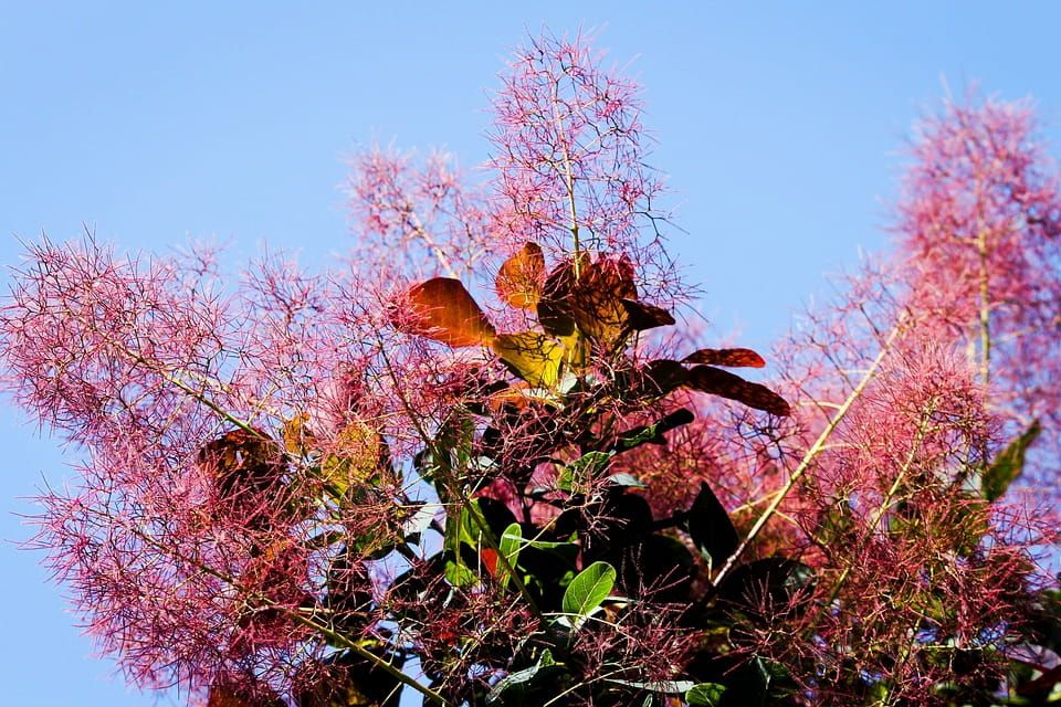 Perukowiec podolski &#39;Rubrifolius Group&#39; Cotinus coggygria