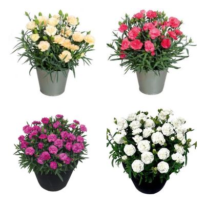 Goździk mix kolorów Dianthus hybrida