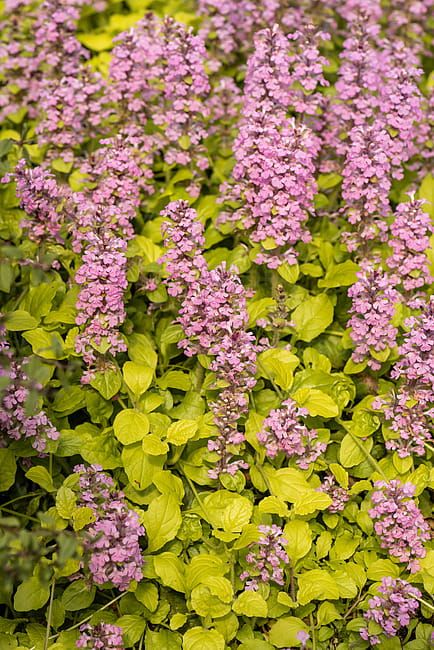 Dąbrówka &#39;Gold Chang&#39; Ajuga reptans