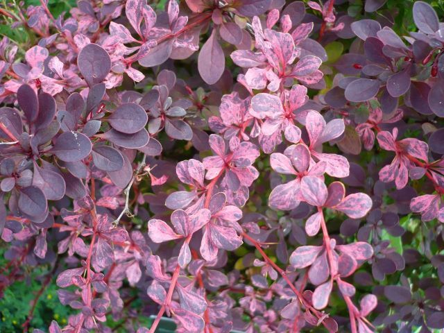 Berberys thunberga &#39;Harlequin&#39; Berberis thunbergii