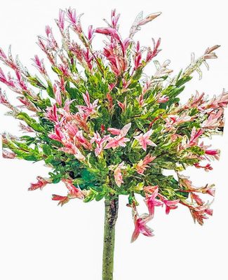 Wierzba japońska na pniu &#39;Hakuro-nishiki&#39; Salix integra