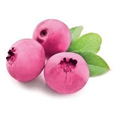 Borówka amerykańska &#39;Pink Blueberry&#39; Vaccinium corymbosum