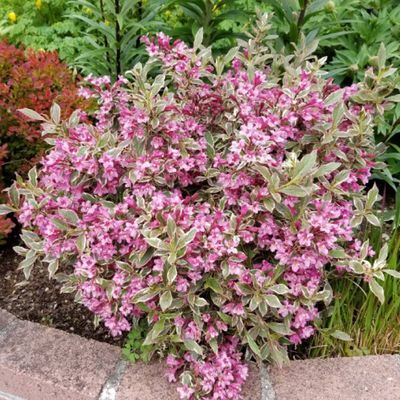 Krzewuszka cudowna &#39;All Summer Monet&#39; Weigela florida