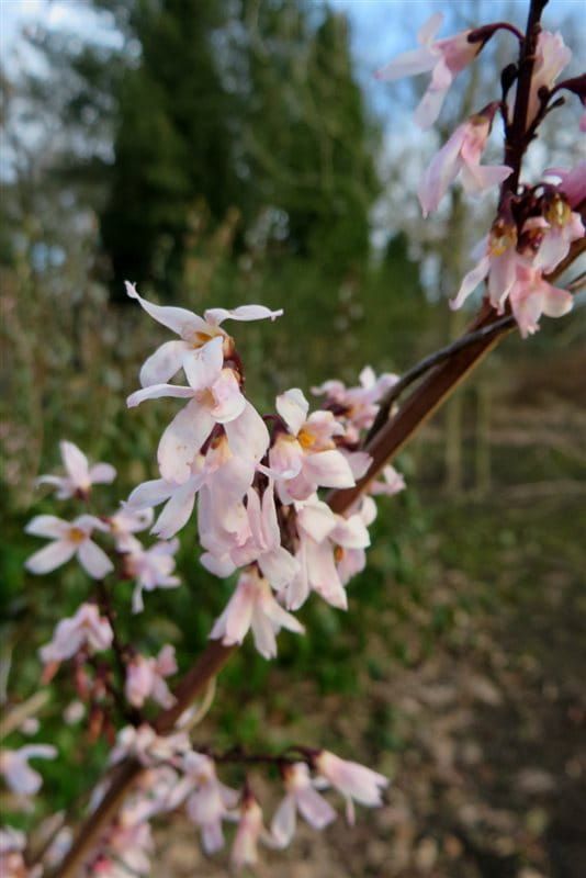 Abeliofylum koreańskie Abeliophyllum distichum