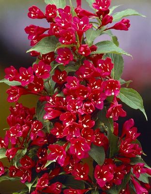 Krzewuszka cudowna &#39;All Summer Red&#39; Weigela florida