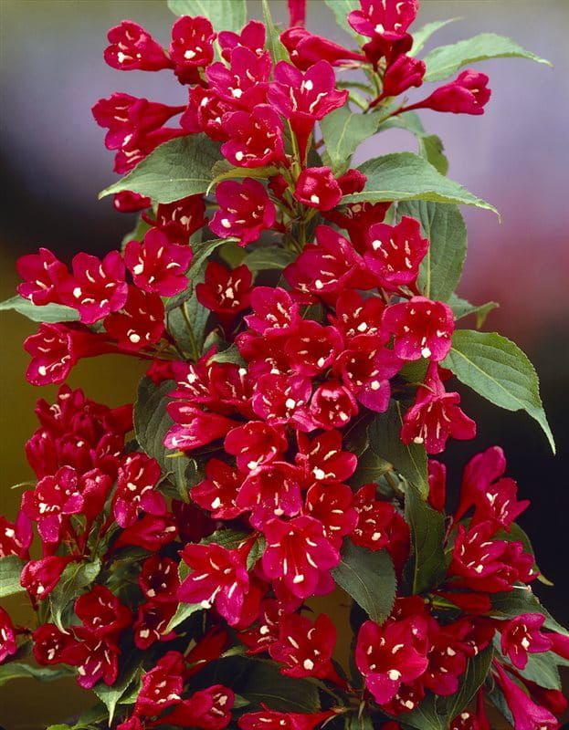 Krzewuszka cudowna &#39;All Summer Red&#39; Weigela florida