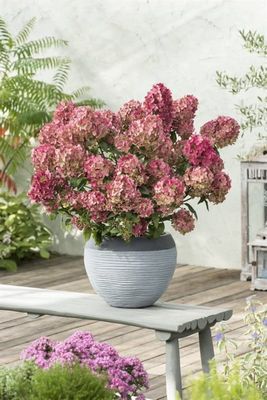 Hortensja bukietowa &#39;Petite® Star&#39; Hydrangea paniculata