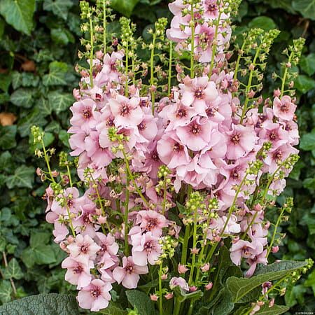 Dziewanna &#39;Rosie&#39; Verbascum hybrida