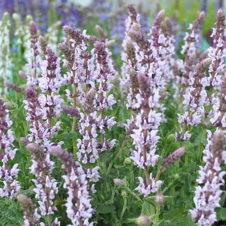 Szałwia omszona &#39;Salute Light Pink&#39; Salvia nemorosa