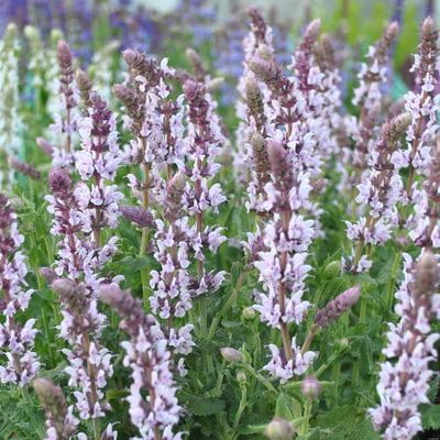 Szałwia omszona &#39;Salute Light Pink&#39; Salvia nemorosa