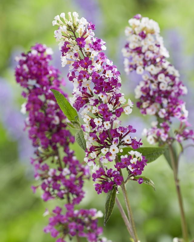 Buddleja David &#39;Berries &amp; Cream&#39; Buddleja davidii