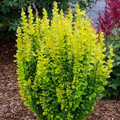 Berberys thunberga &#39;Maria&#39;® Berberis thubergii