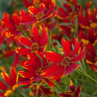 Nachyłek &#39;LadyBird&#39; Coreopsis