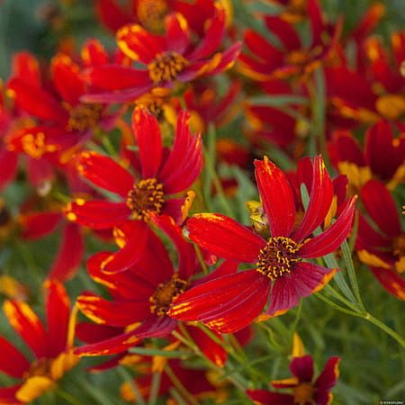 Nachyłek &#39;LadyBird&#39; Coreopsis