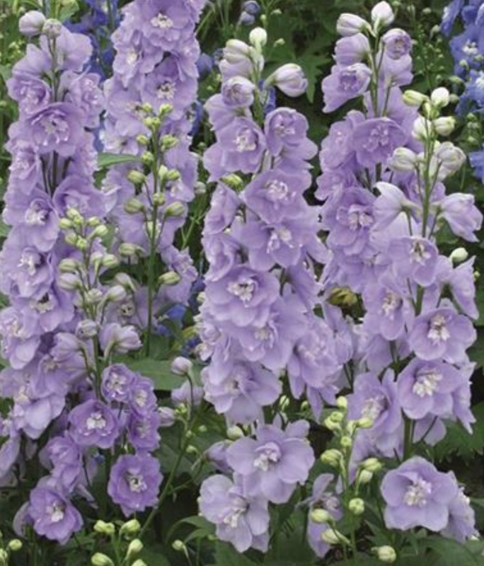 Ostróżka lawendowa &#39;Magic Fountains Lavender&#39; Delphinium
