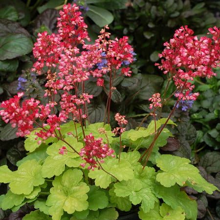 Żurawka &#39;Little Cutie™ Sweet Tart&#39; Heuchera