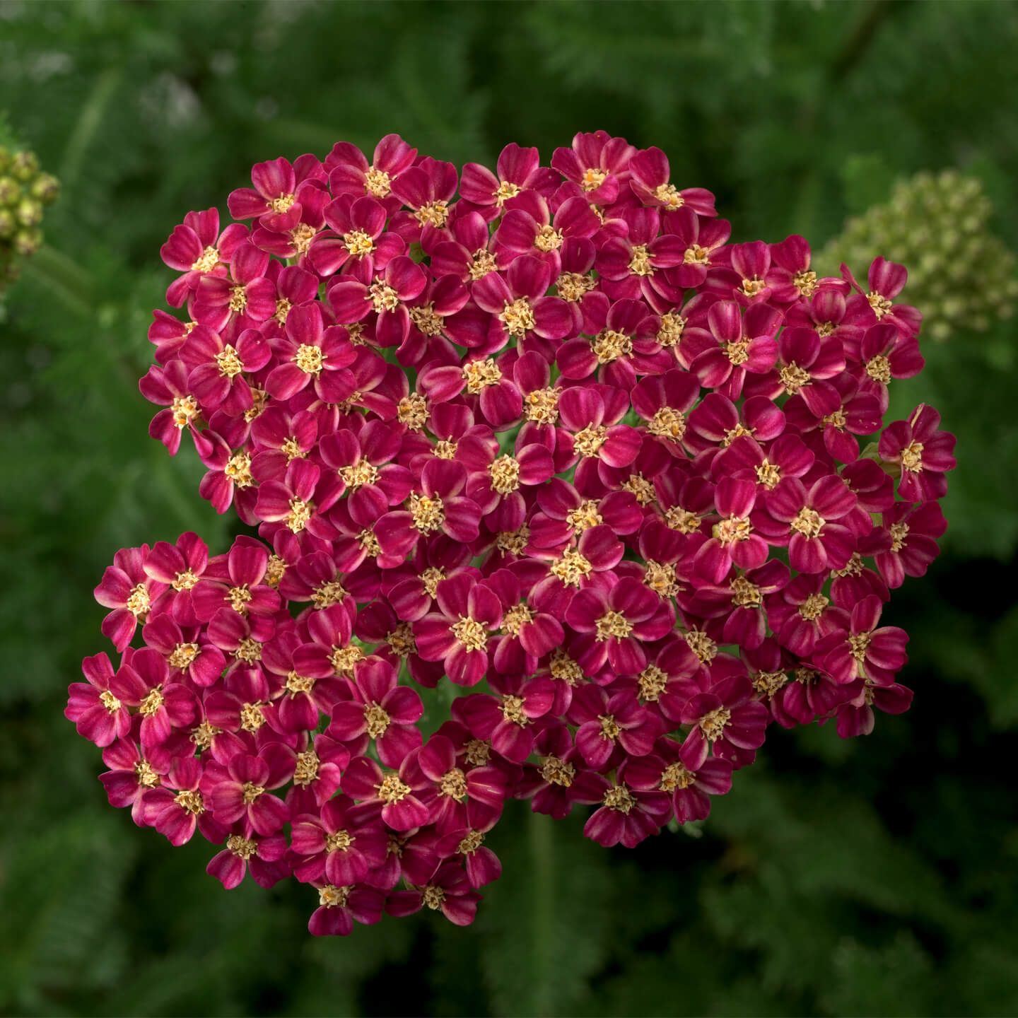 Krwawnik &#39;Desert Eve Deep Rose&#39; Achillea millefolium