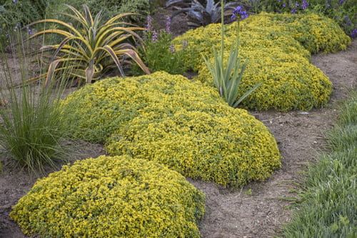 Rozchodnik &#39;Rock N low Yello Brick&#39; Sedum hybrid