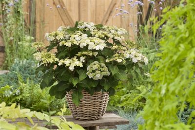 Hortensja ogrodowa &#39;Doppio® Bianco&#39; Hydrangea macrophylla