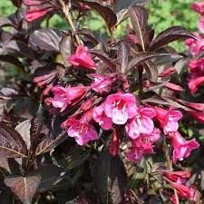 Krzewuszka cudowna &#39;Black Minor&#39; Weigela florida