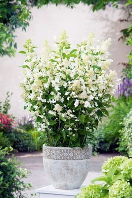 Hortensja bukietowa &#39;Confetti Let’s Party&#39; Hydrangea paniculata