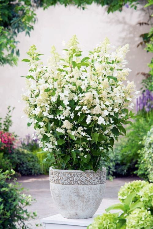 Hortensja bukietowa &#39;Confetti Let’s Party&#39; Hydrangea paniculata