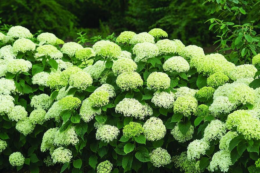 Hortensja drzewiasta &#39;BellaRagazza® Limetta&#39; Hydrangea arborescens