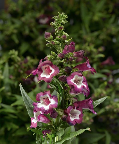 Penstemon &#39;PartyBells Violet&#39; Penstemon