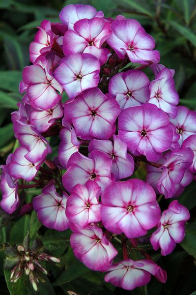 Floks wiechowaty &#39;Sweet Summer® Purple Bicolor&#39; Phlox paniculata