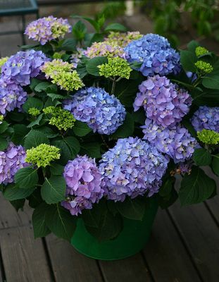 Hortensja FLAIR &amp; FLAVOURS® &#39;Sweet Marshmallow&#39;