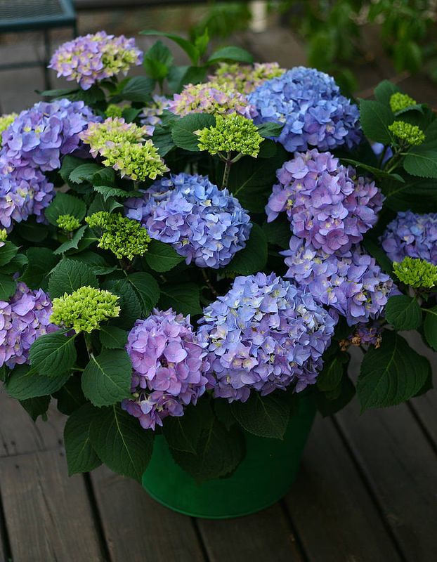 Hortensja Flair &amp; Flavours® &#39;Sweet Marshmallow&#39; Hydrangea