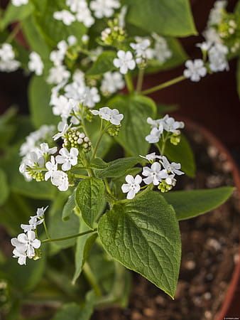 Brunnera &#39;Betty Bowring&#39; Brunnera macrophylla