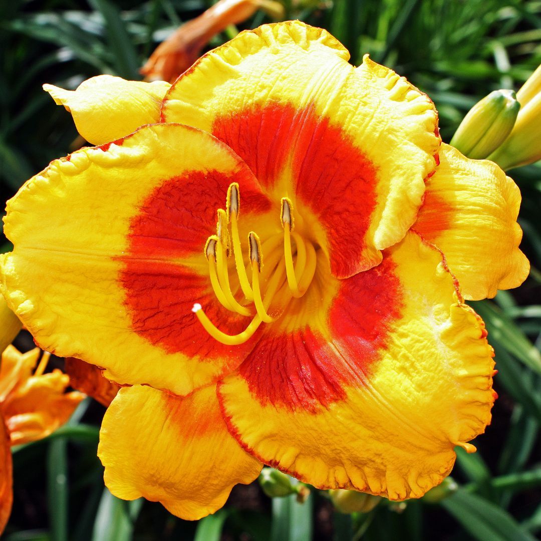 Liliowiec &#39;Hemerocalis&#39; Tigerling