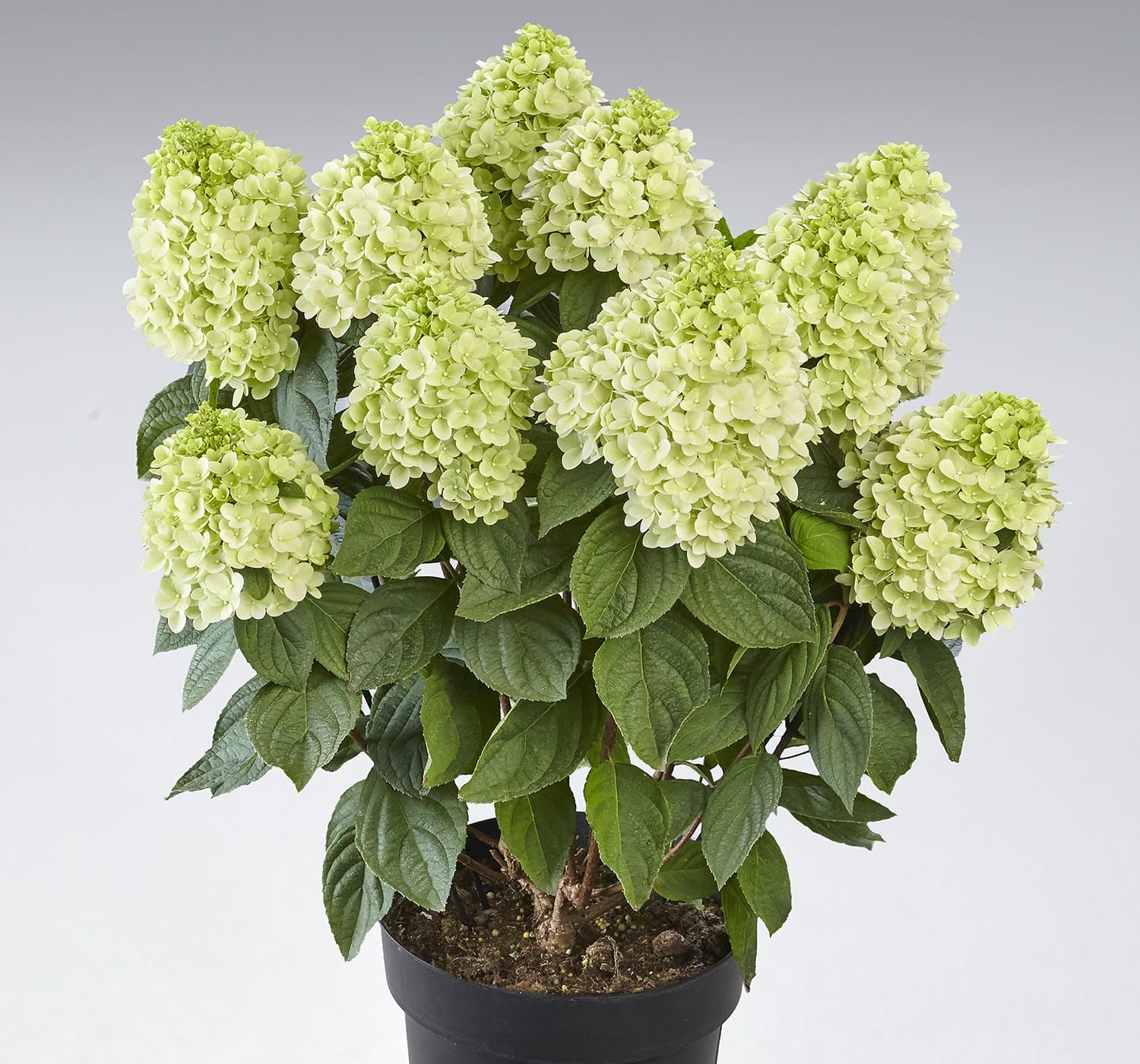 Hortensja bukietowa &#39;Panenka&#39; Hydrangea paniculata