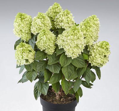 Hortensja bukietowa 'Panenka' Hydrangea paniculata
