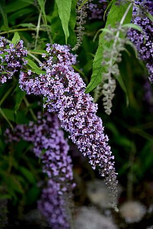 Budleja Davida &#39;Wisteria Line&#39; Buddleja davidii
